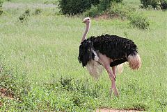 Common Ostrich